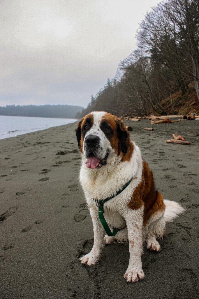 Lenny the St Bernard