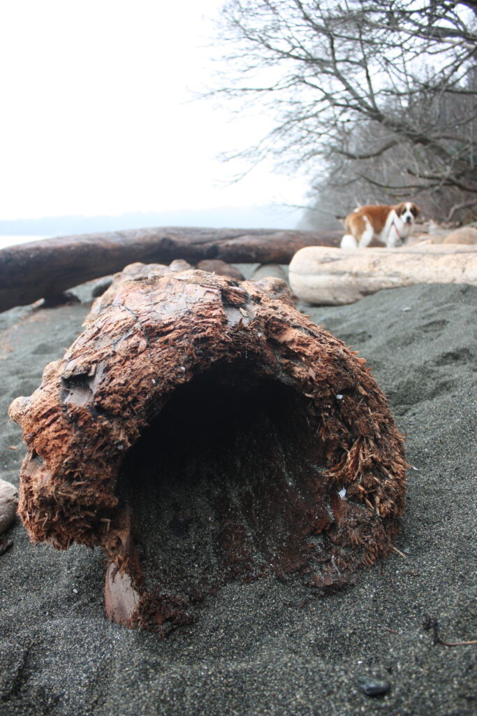 Hollow Log