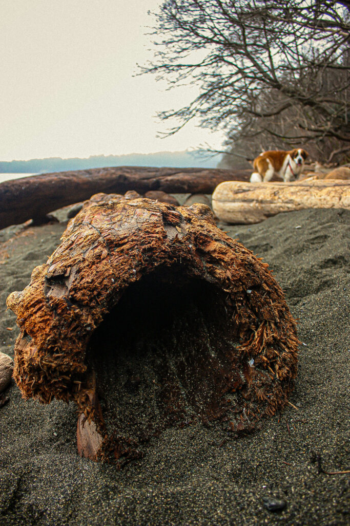 Hollow Log