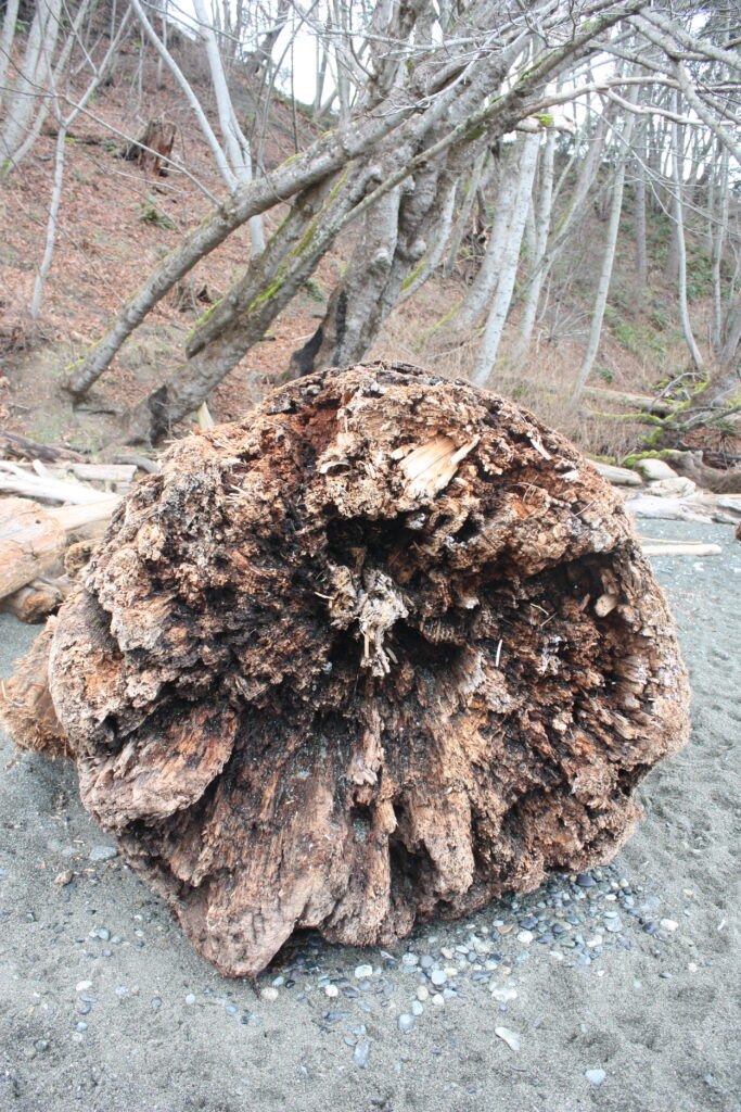 Large Drift Wood