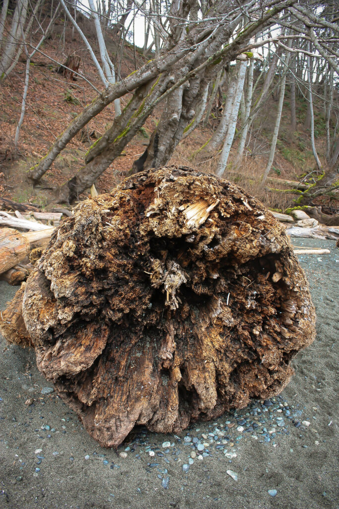 Large Drift Wood
