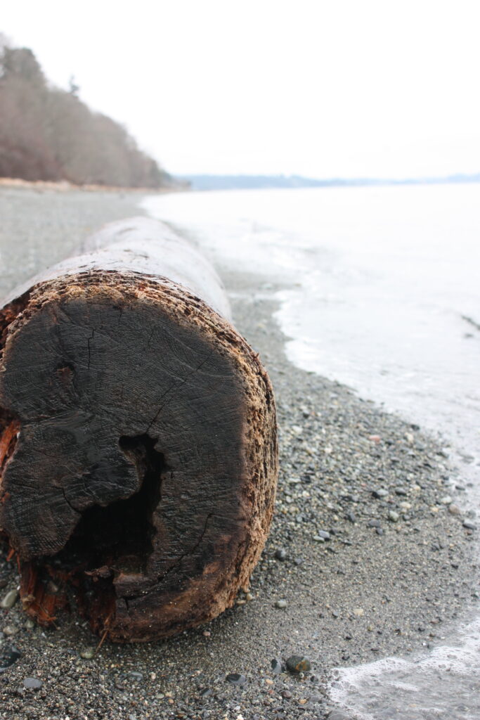 Driftwood