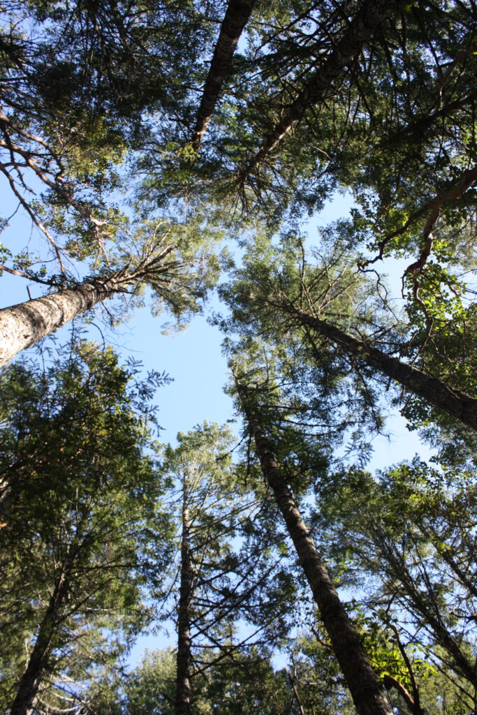 Tree Halo