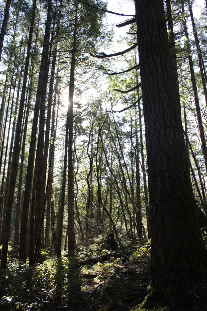 Sun Shining Through the Trees