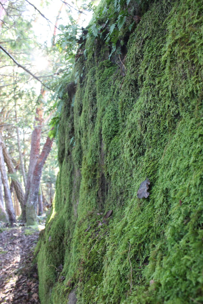Moss Growth on a Rock