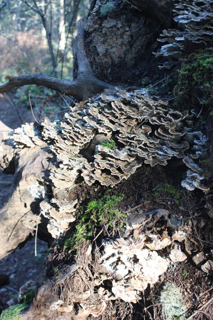 Mushroom Tree Stump
