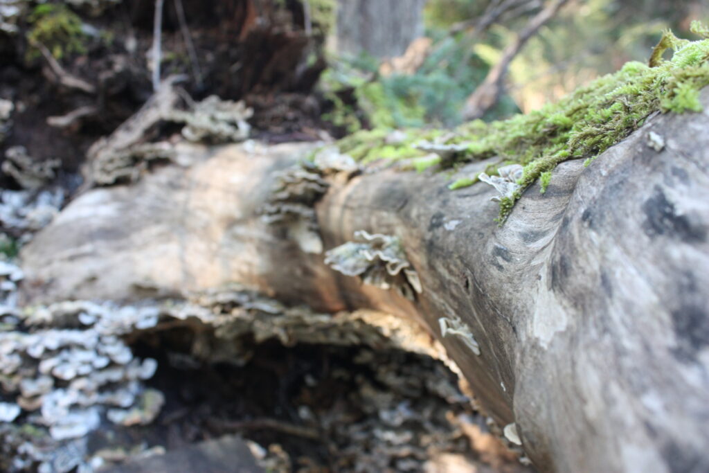 Wavy Log