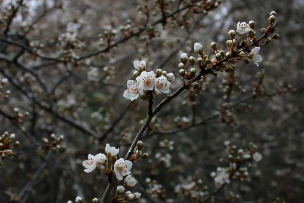 White Blossom