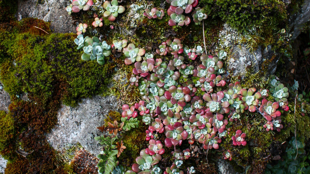 Ocean's Succulent