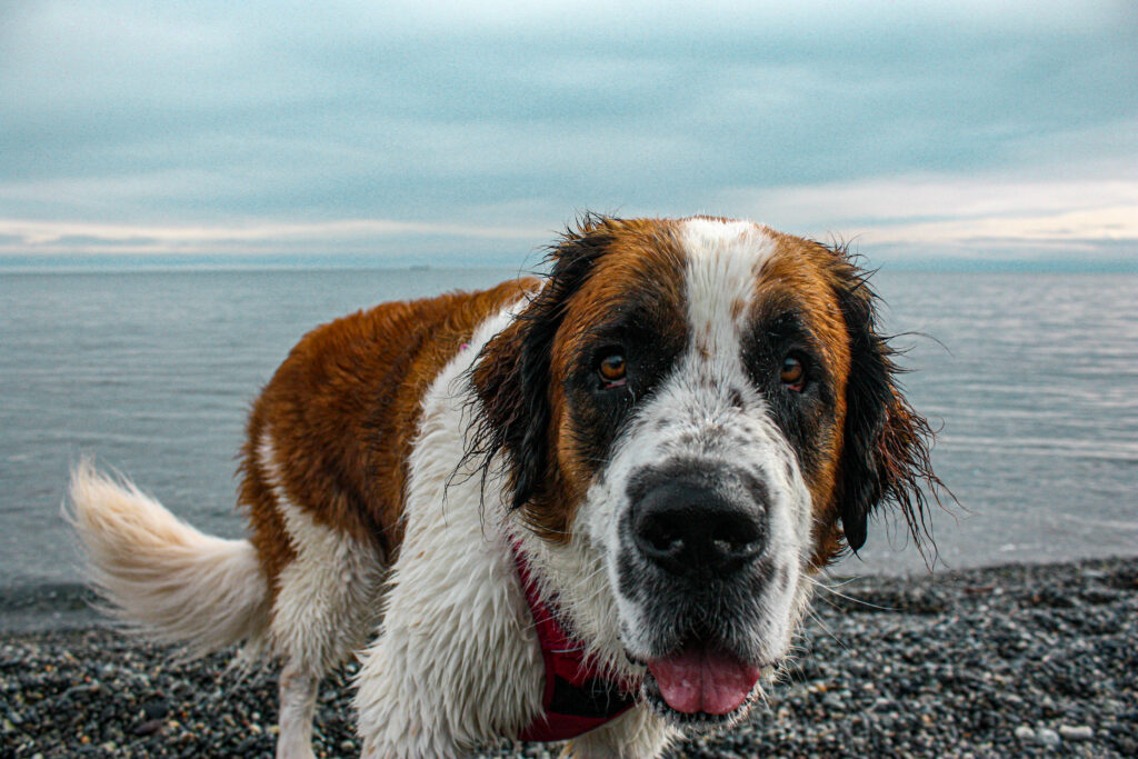 Curious Companion