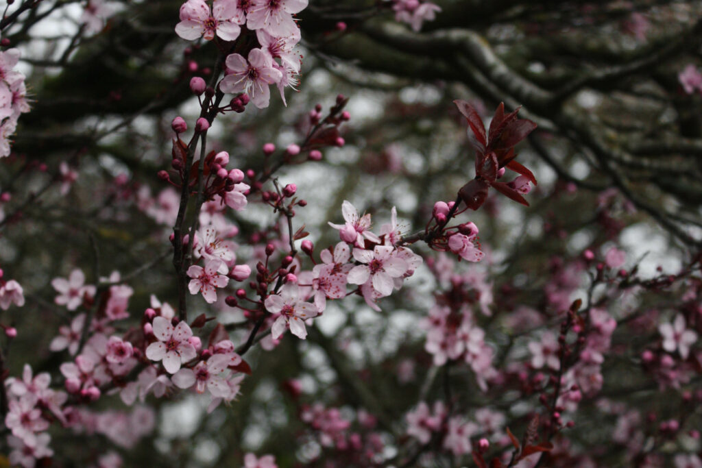 Cherry Blossom