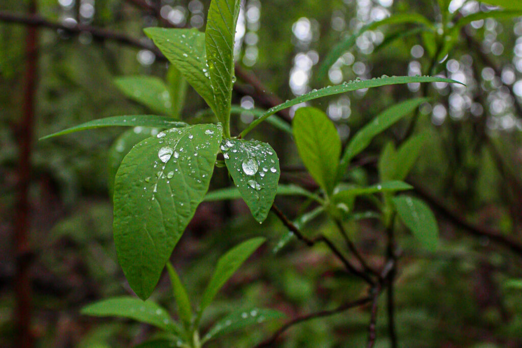 Rain Rest