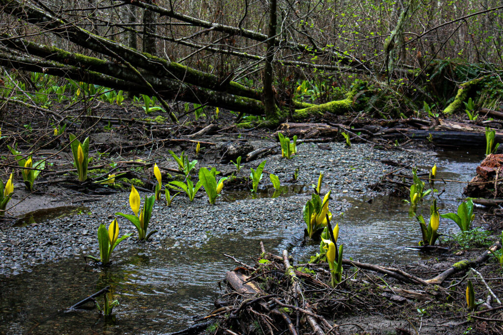 Streaming Floral