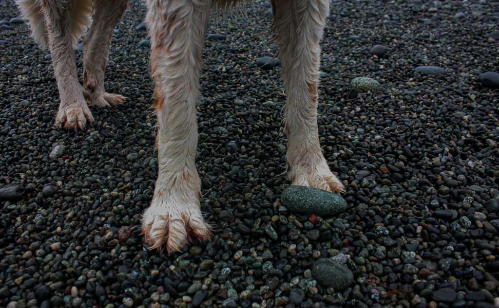 Paused Paws