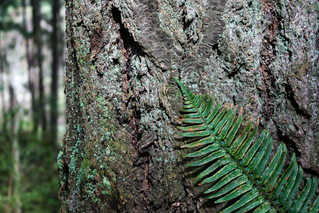 A Fern's Hug