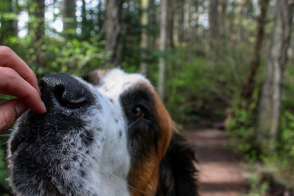 Good Girl