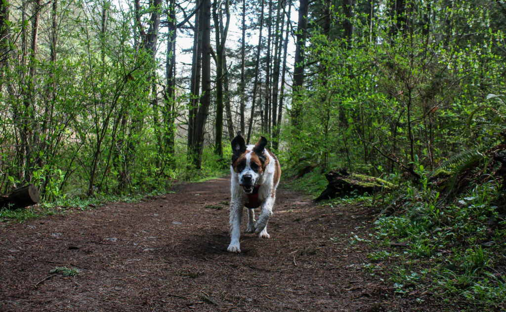 Scampering