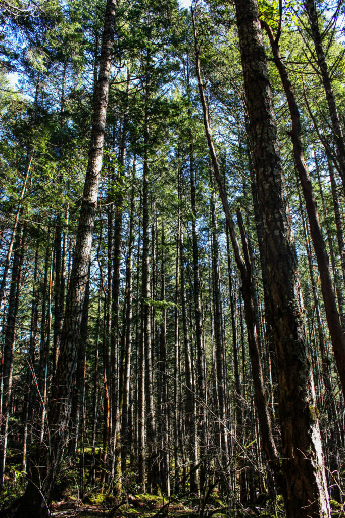 1 - Forest