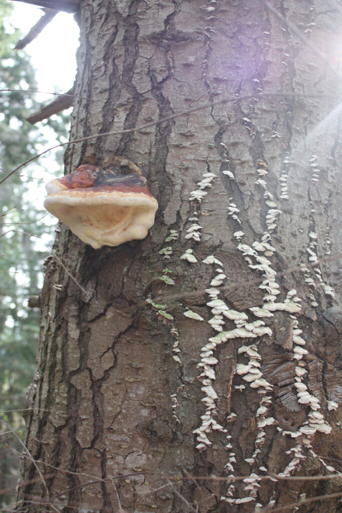 Mushroom Growth