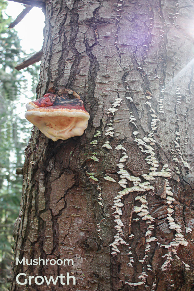 Mushroom Growth