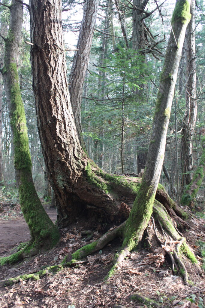 Dinosaur tree