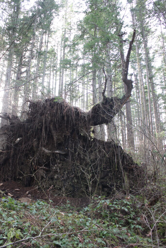 One Horn Root