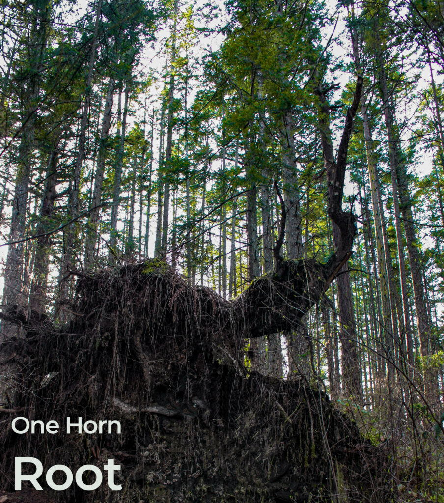 One Horn Root