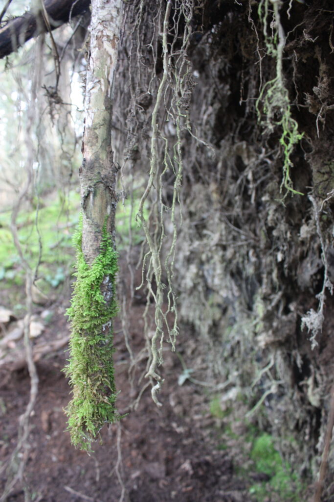Green from the Root
