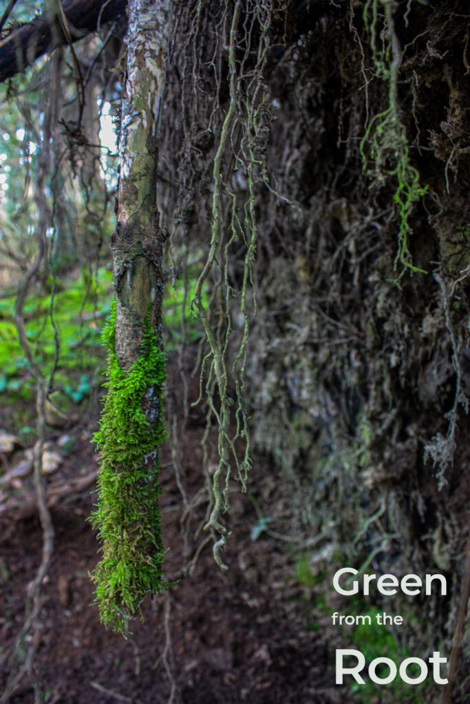 Green from the Root