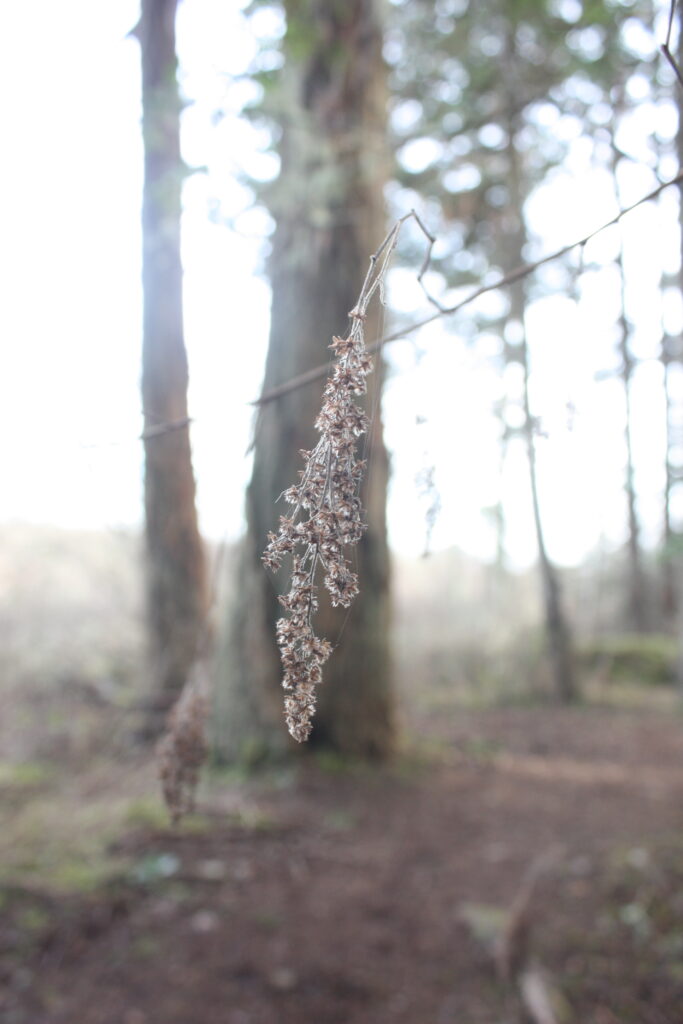 floating shrub