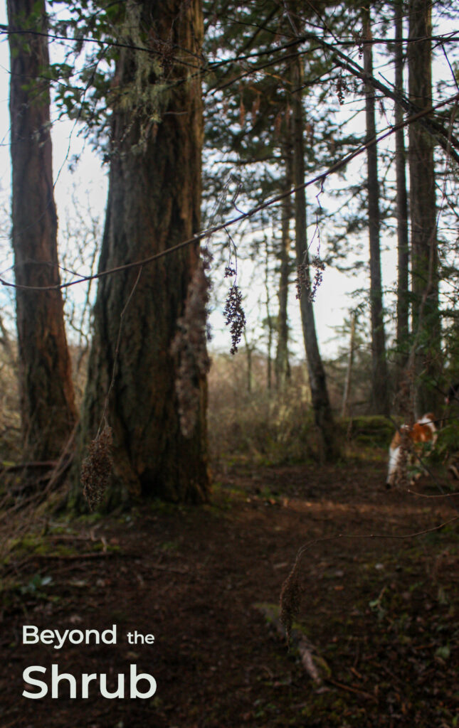 Beyond the Shrub