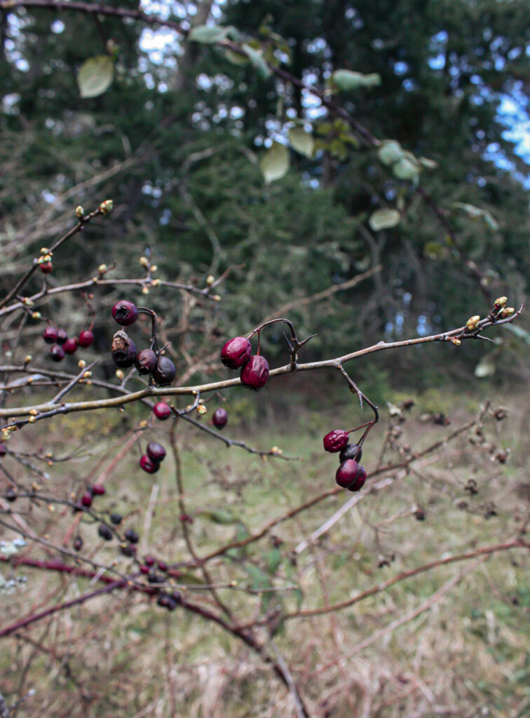 Spring Berries