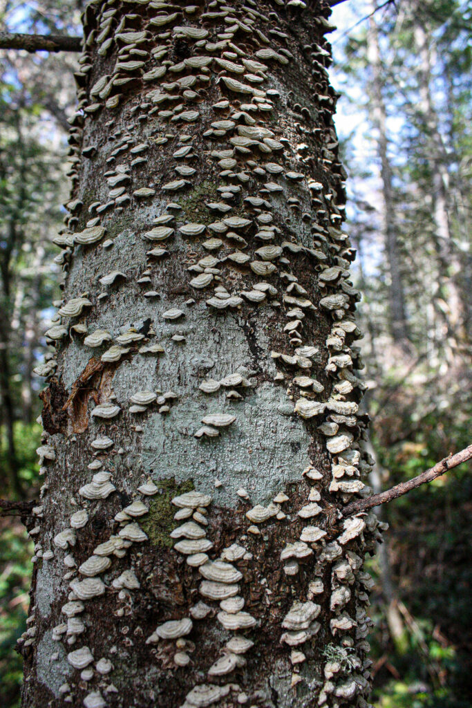 Tree Fungus