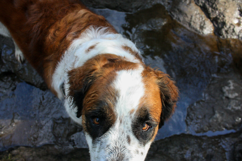 The Companion