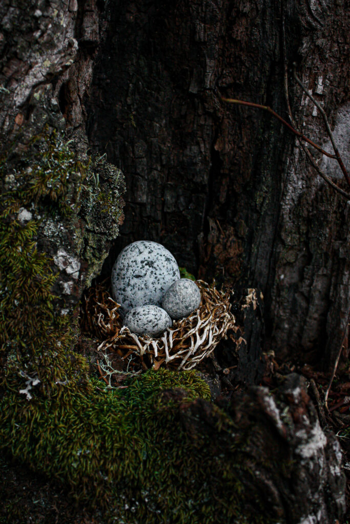 Nature's Nest