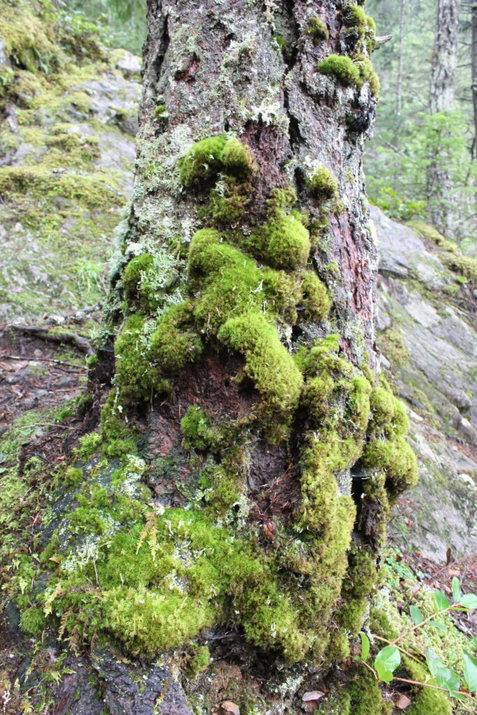 Tree Trunk