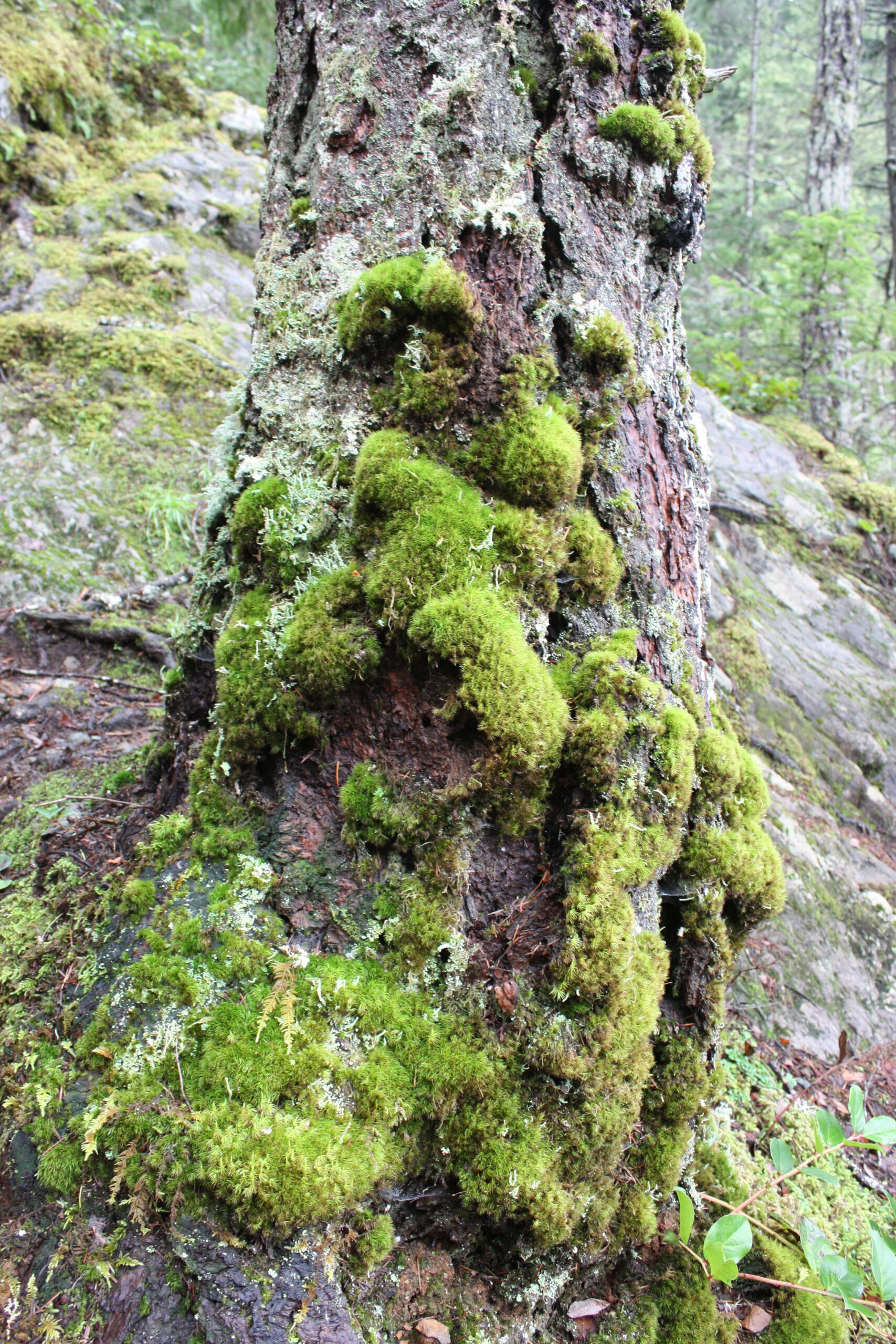 Tree Trunk
