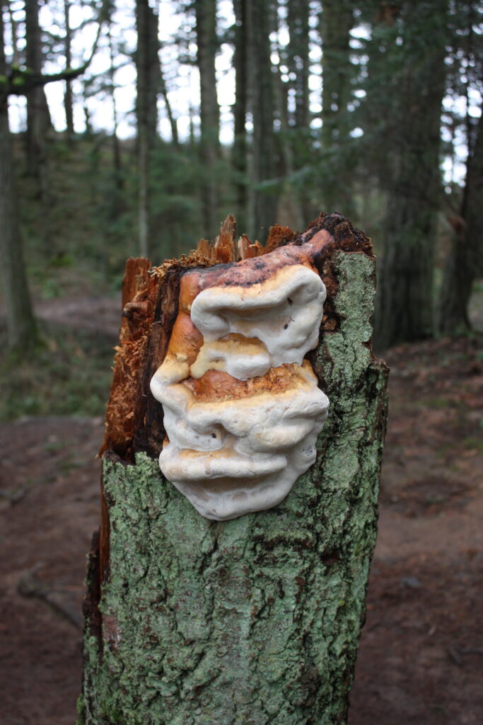 Mushroom Growing on a Tree Stump