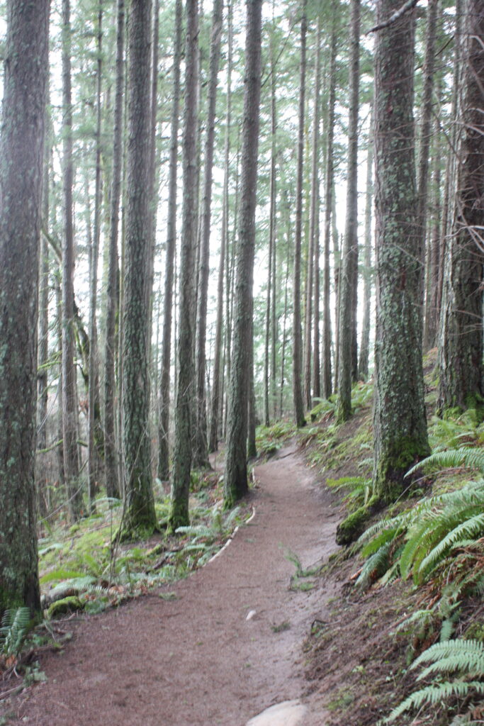 Forest Path