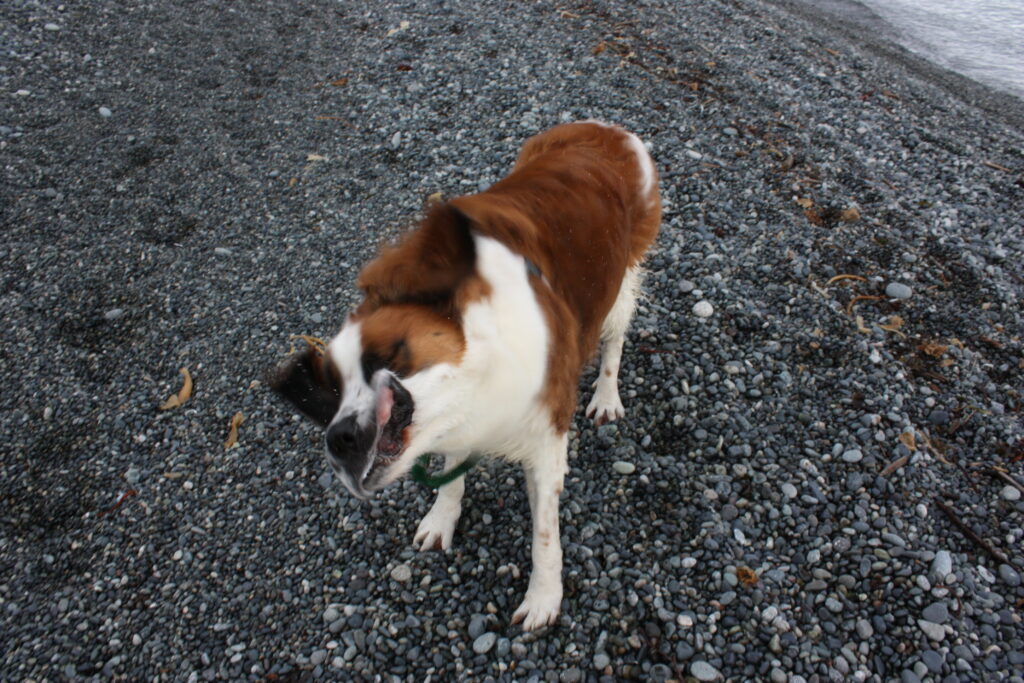 Dog Shaking Fur