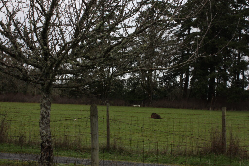 Donkey Laying in Field