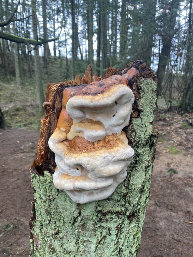Mushroom Growing on a Tree Stump