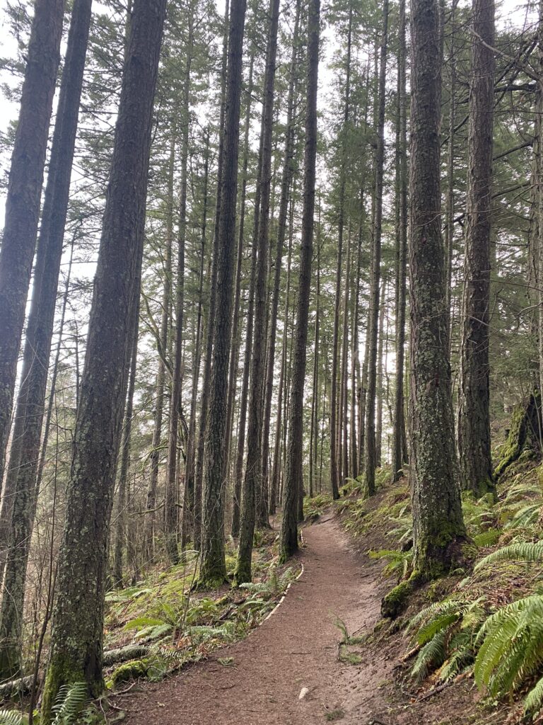 Forest Trail