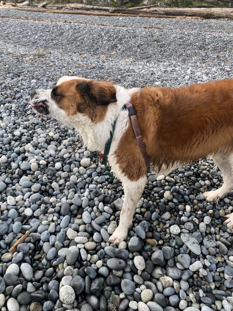 Dog Shaking Fur