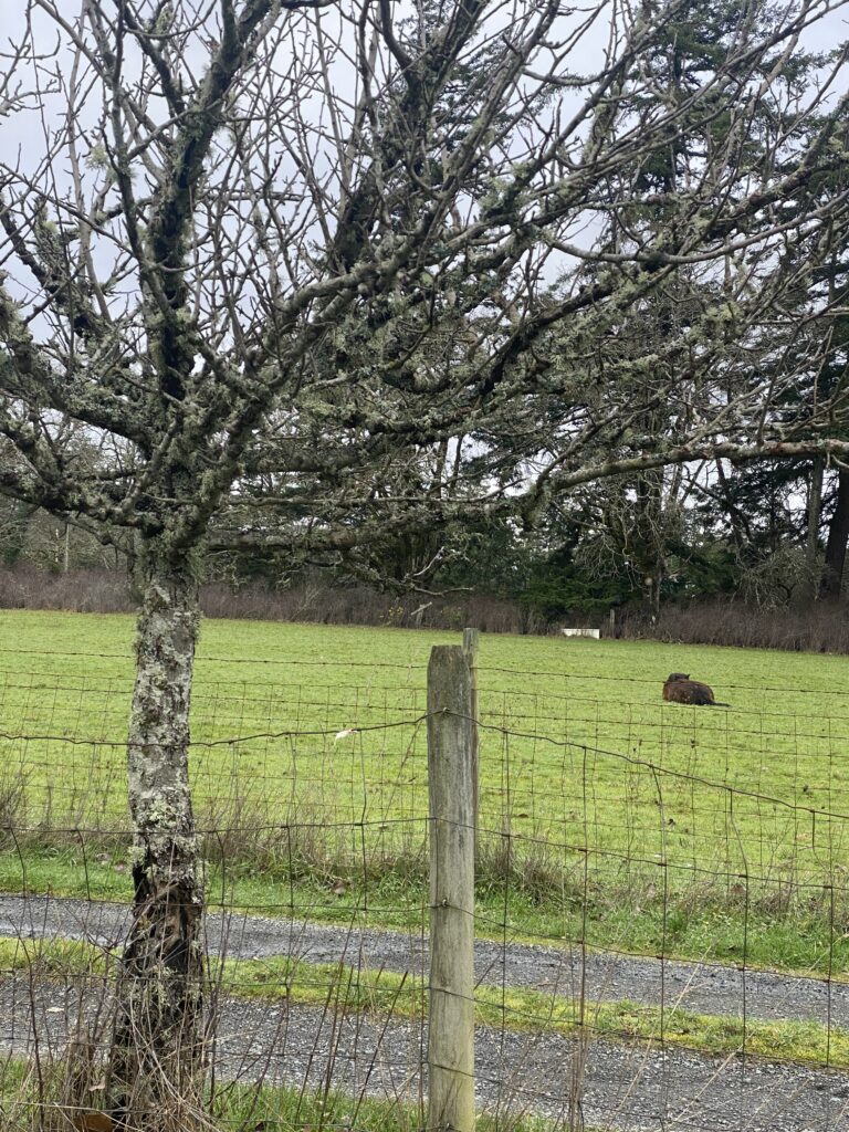 Donkey Laying in Field